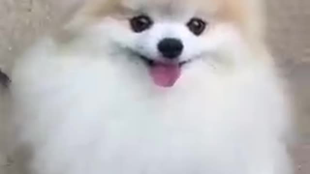 Cute puppy in video