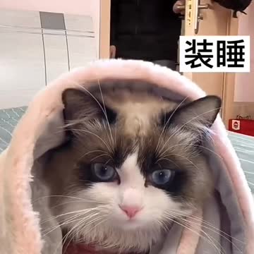 Cut and funny cat video status❤️❤️🐅🐅