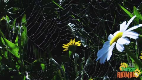 An interesting world in the day-to-day life of the Spider