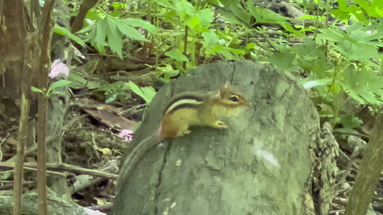 Chipmunk alarm system activated