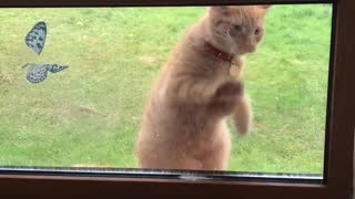 Please! Let me in!