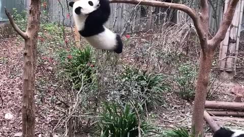 Panda exercising