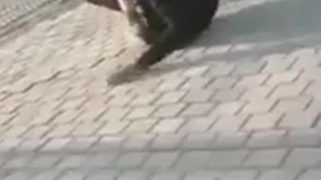 He Won't do it Again