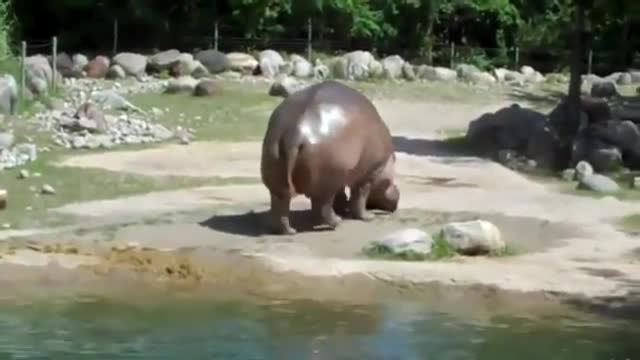 La inimmaginabile scorreggia di un ippopotamo