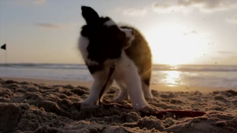 Cute puppy is playing on the beach