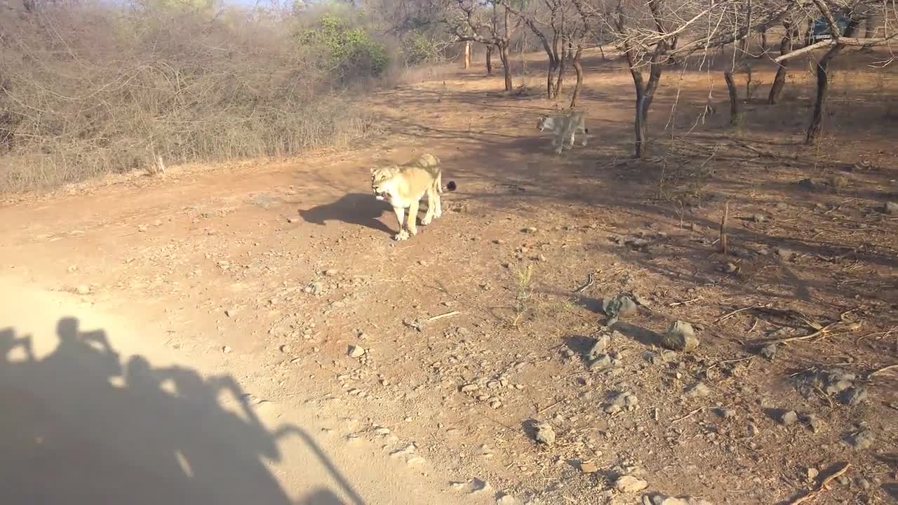 Lion in Gir Jungle