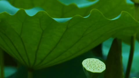 Lotus flowers blooming in summer