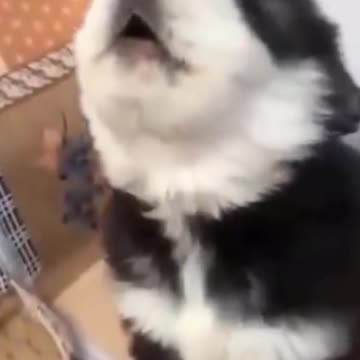 Kittens & Pups-Cutest 2021-Try not to Laugh 3