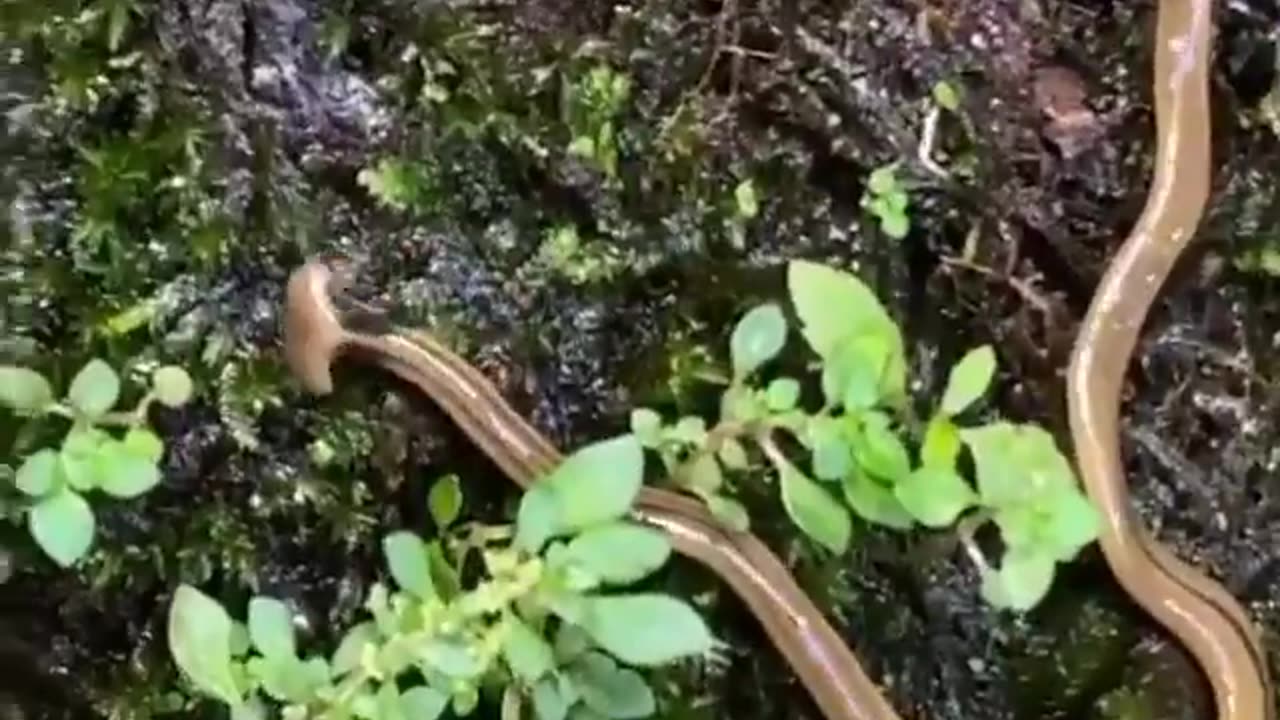 wildlife & Funs