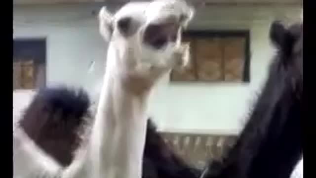 ticklishا camel