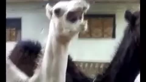 ticklishا camel