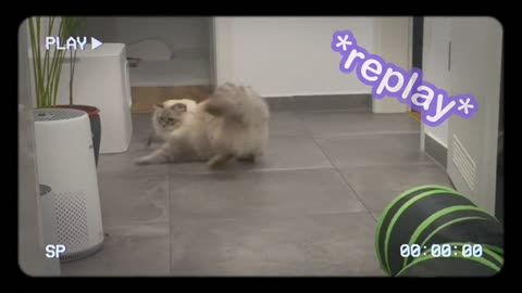 funny cat - CatMia playing