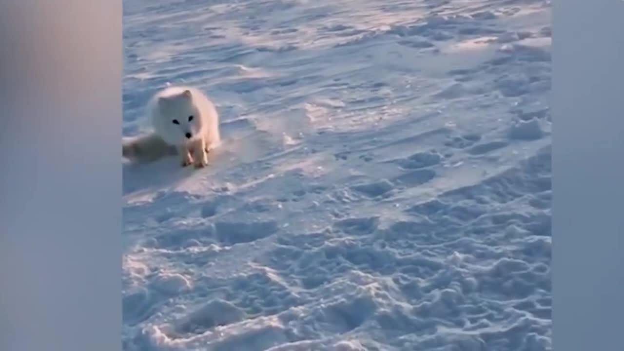 Baby Arctic Fox Steals Mans Fish