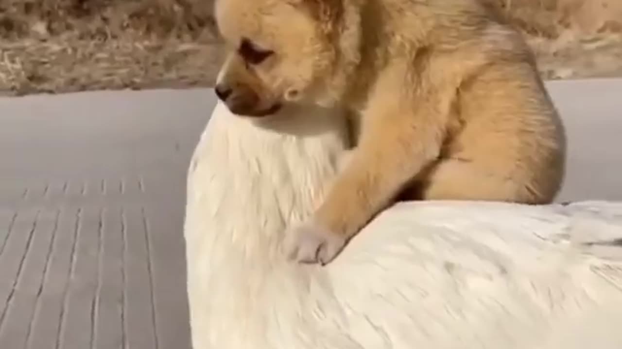 Dog playing with his friend ducky