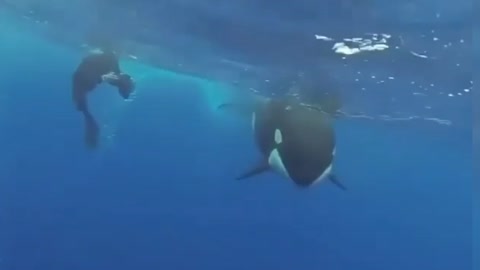 Amazing Happiness Sound of a whale