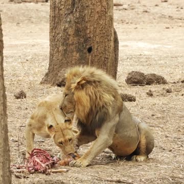 Lioness Tricks Male, Watch the Full Video to See What he Does