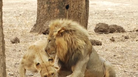 Lioness Tricks Male, Watch the Full Video to See What he Does