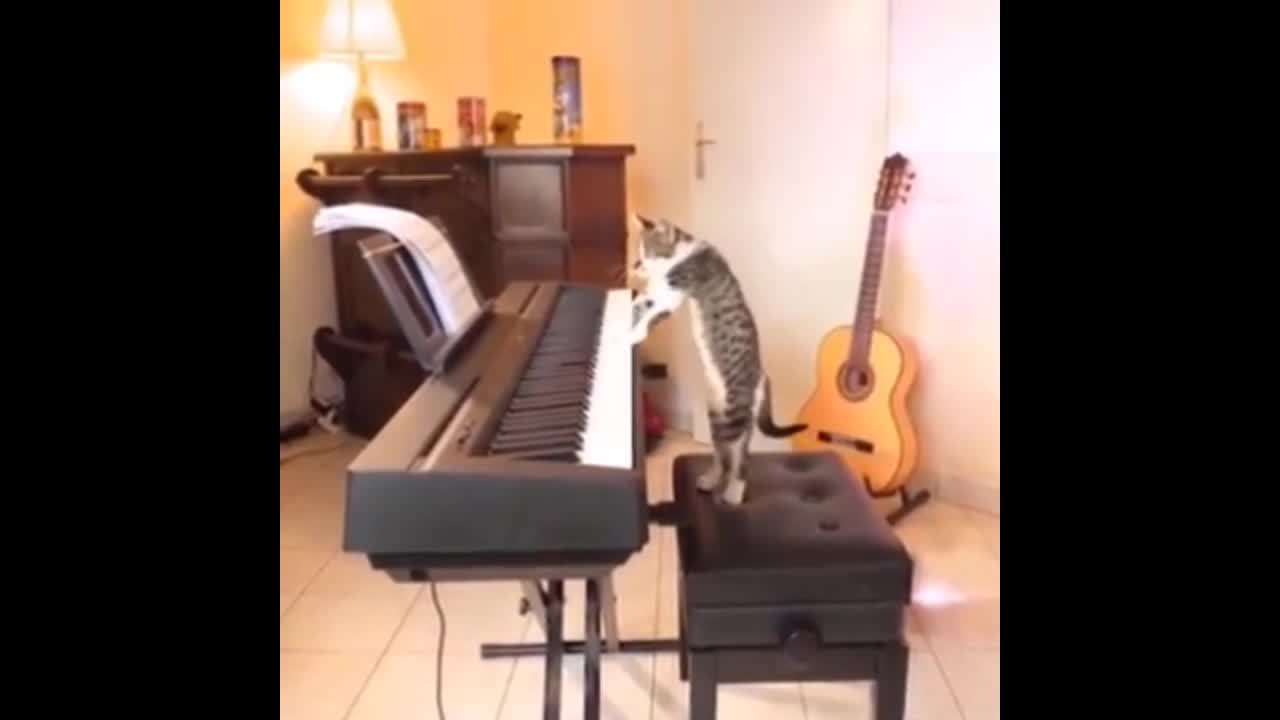 New funny cat video - cat playing piano 🎹 for first time