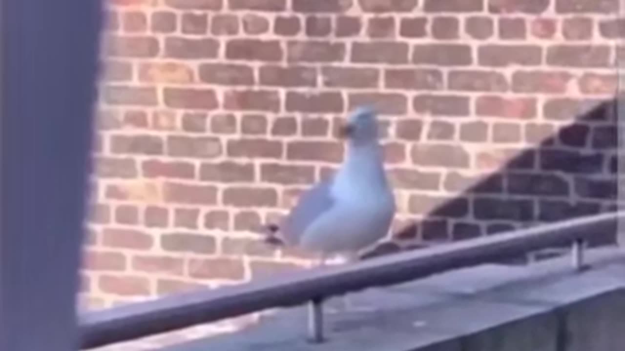 Bilingual seagull - funny