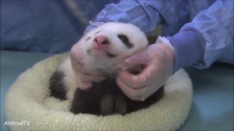 Cute Baby Pandas Playing with each other