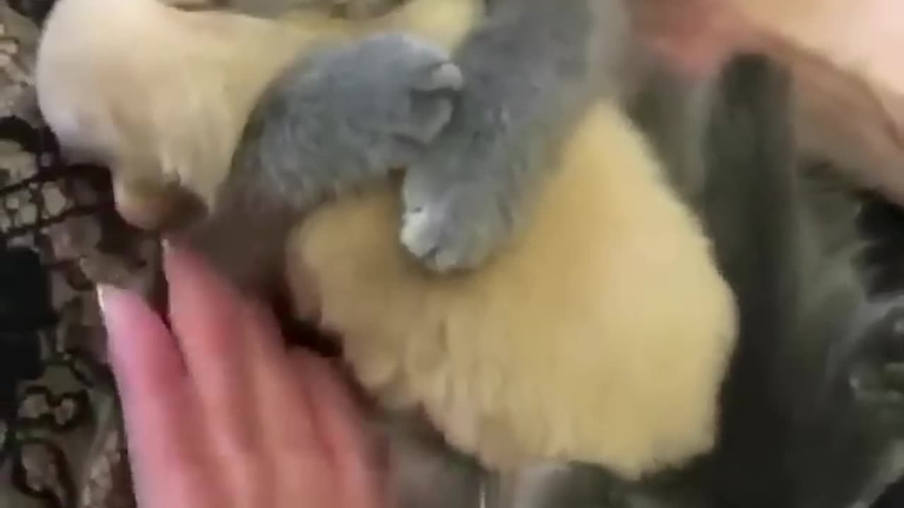 Funny Animal*5