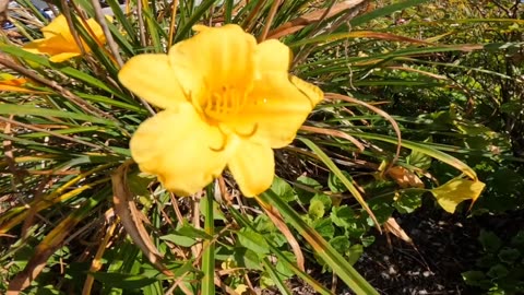 Yellow daylily
