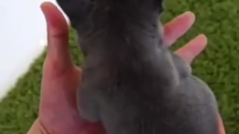 Cute and baby puppies.