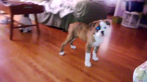 Olde English Bulldog Puppy Afraid of Butterfly HD