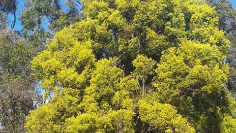 Lovely Australian Flowers