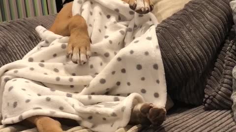 Cute dog falls asleep on squirrel watch