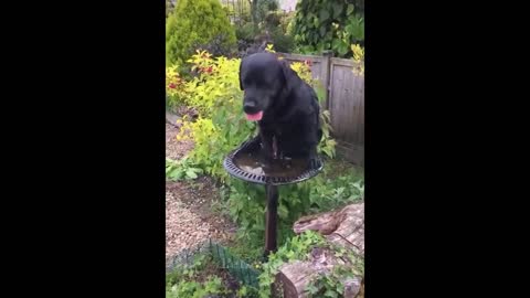 Funny Animals Compilation 15 💗 Pets Garden