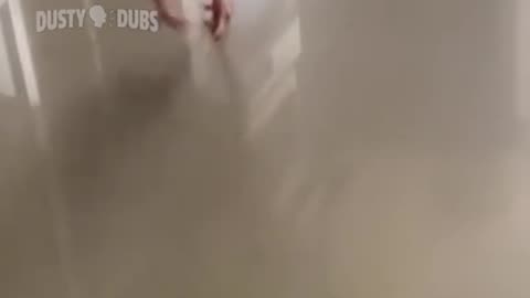Funny talking animals