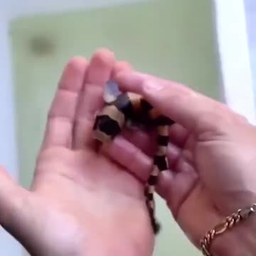 The man raises a shark egg in his house