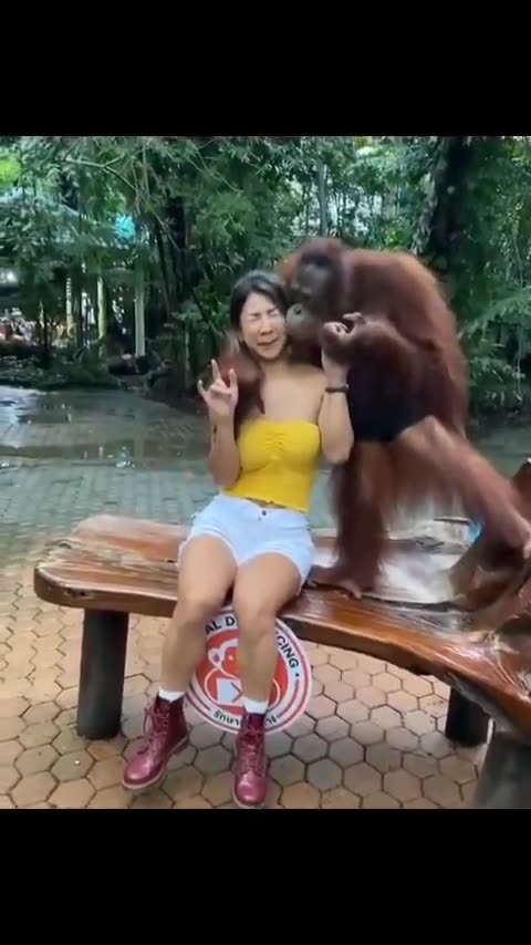 Orangutan fondles a young woman