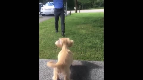 Cute Puppies Doing Funny Things, Cutest Puppies in the Worlds 2021 ♥ #1 Cutest Dogs