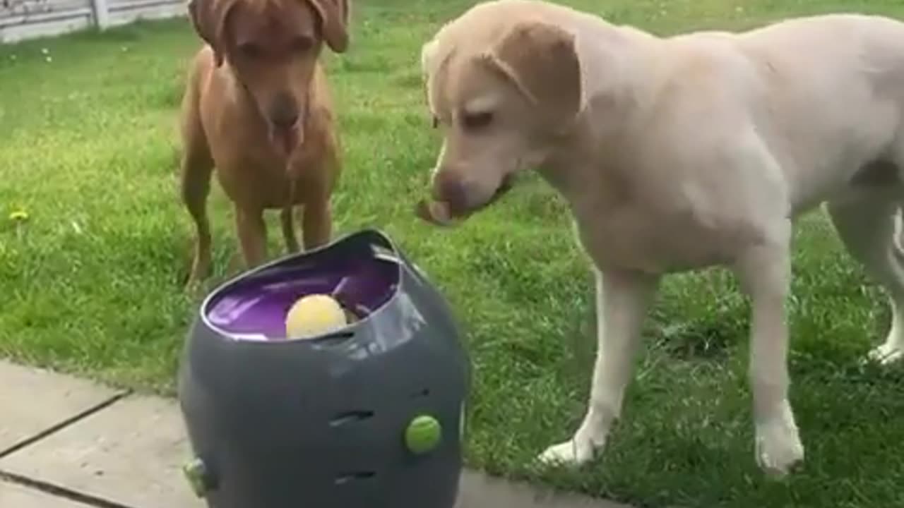 Playtime for doggos