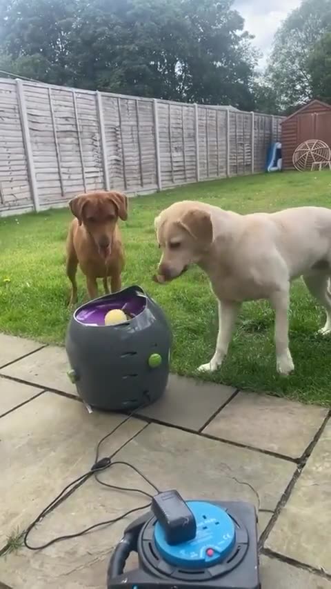 Playtime for doggos