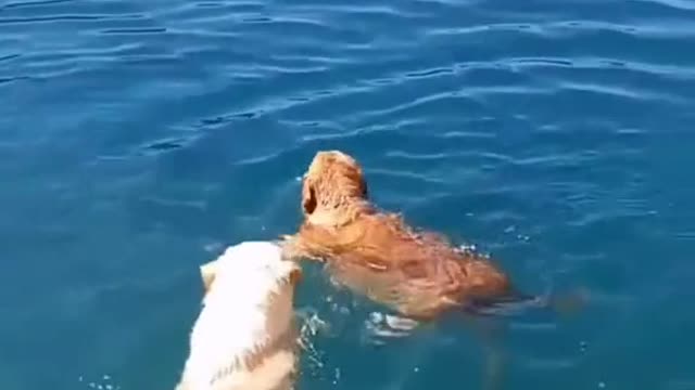 swimming