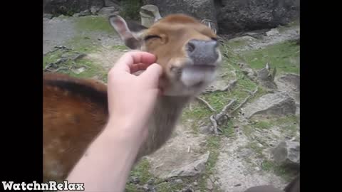 Wild Animals Showing Love to Human