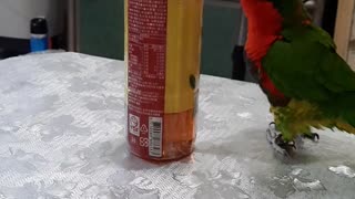 Dancing Bird Loves Its Bottle