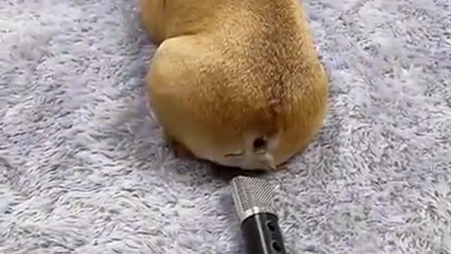 Dog farts into microphone and gets scared