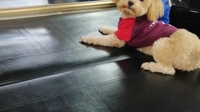 Poodle Doesn't Recognize Own Reflection