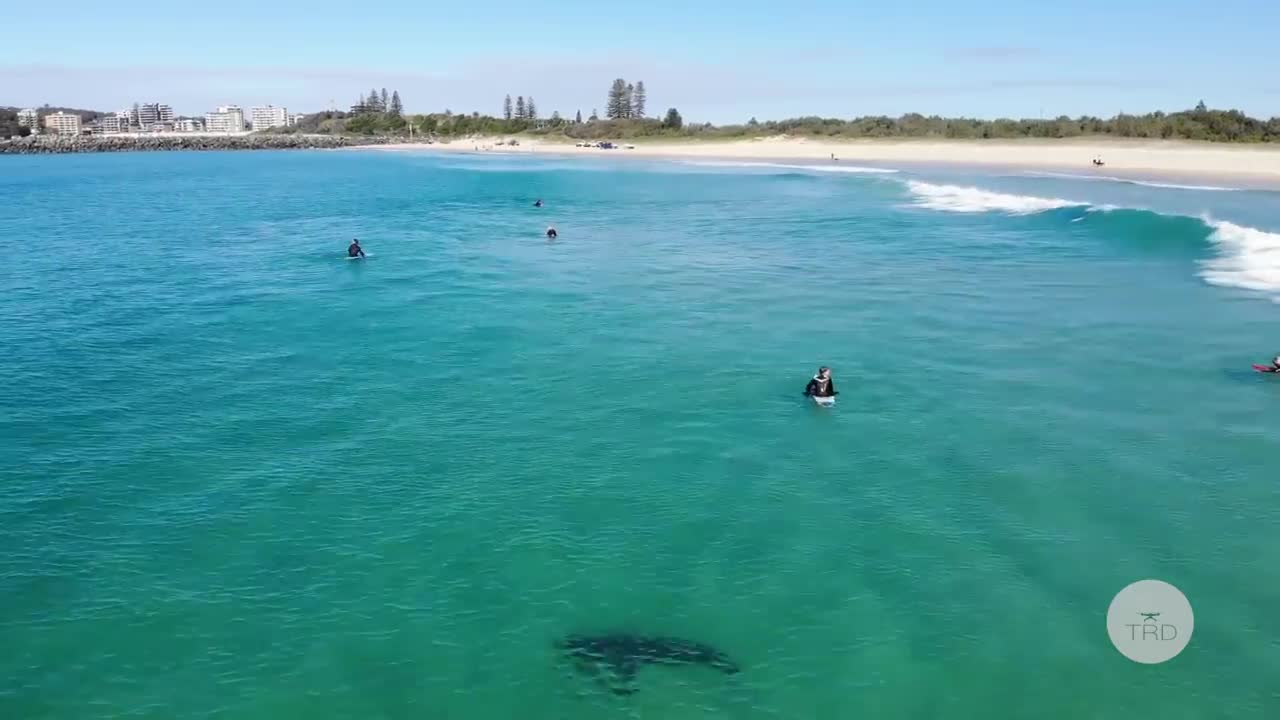 WHITE SHARK STALKS SURFERS - Shark Drone Footage