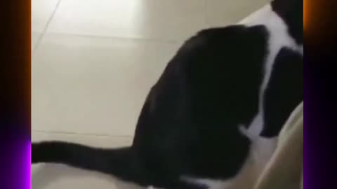 #funny#funnydog#funnycats