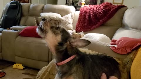 Penny howls before supper.