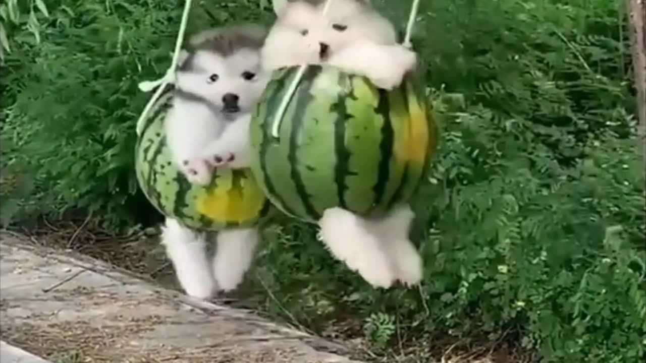 Dog doing GYM 😲 . CAT and DOG making love 😘