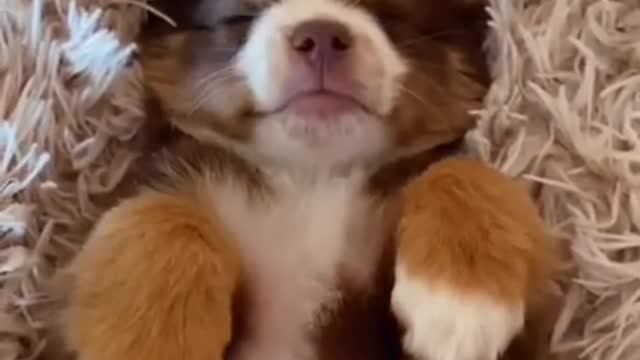 4.Having a Puppy is Worth It