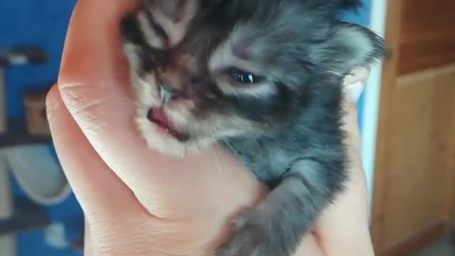 2 week old kitten