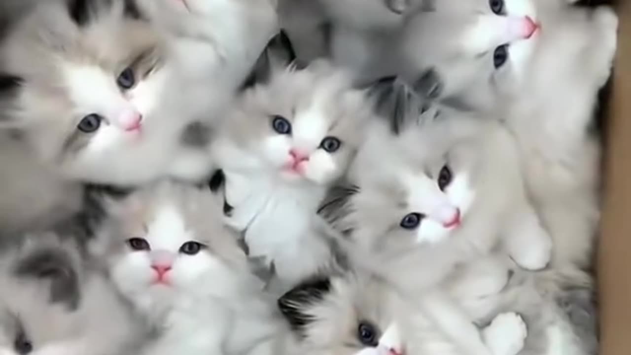 Some cats