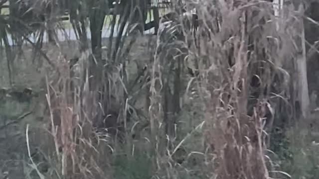 2 deer walking, prancing & galloping down street as people are amazed!!!